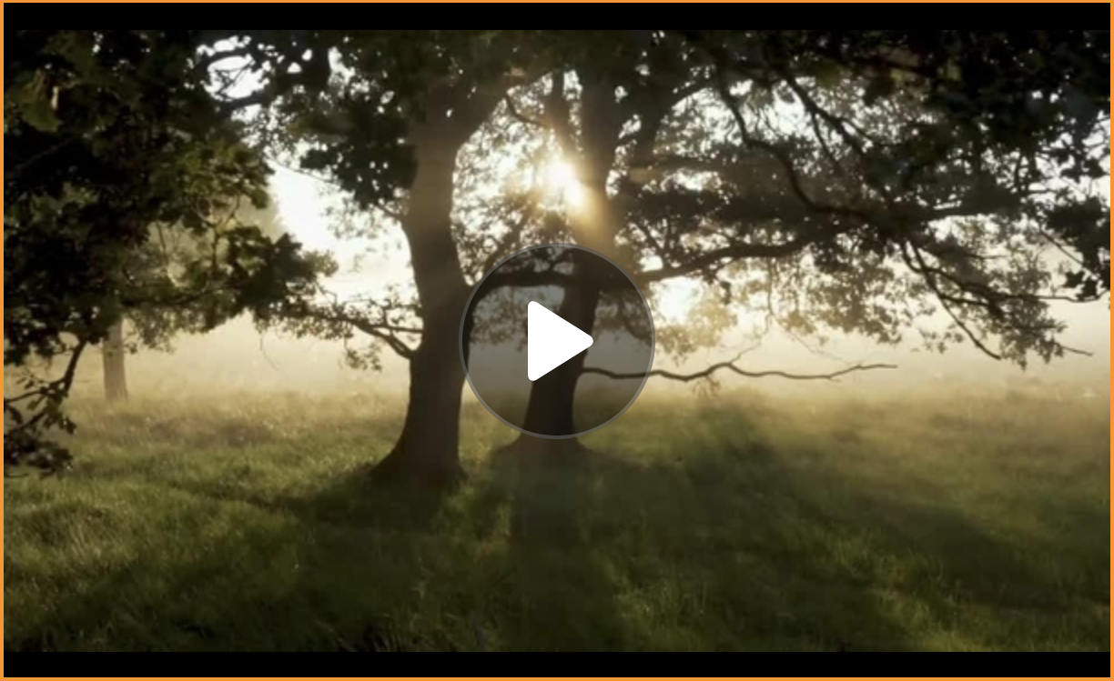 Embedded video player